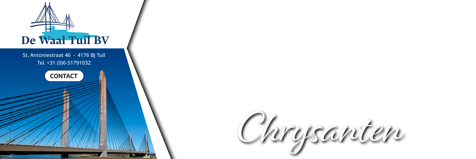 Chrysanten Kwekerij De Waal Tuil