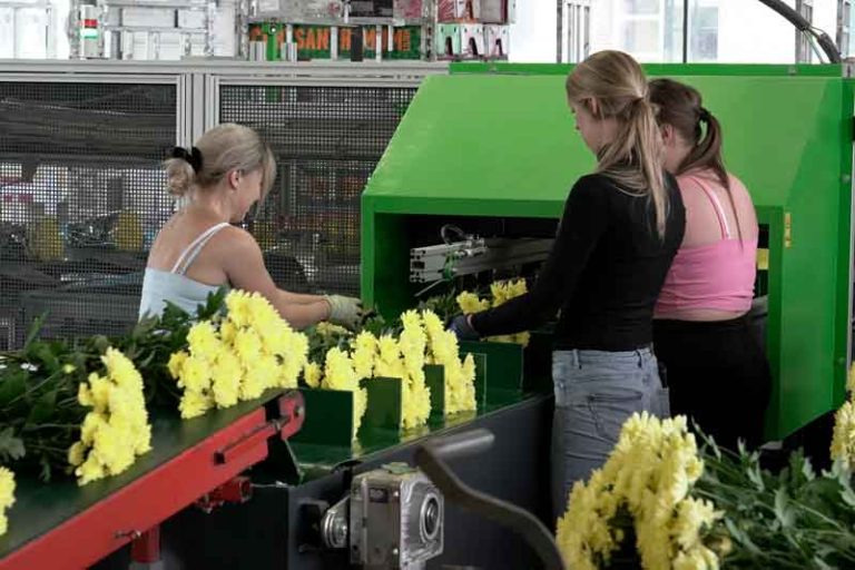 Chrysanten Kwekerij De Waal Tuil